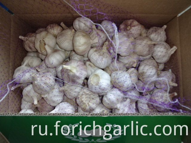 Size 5 0cm Normal Garlic